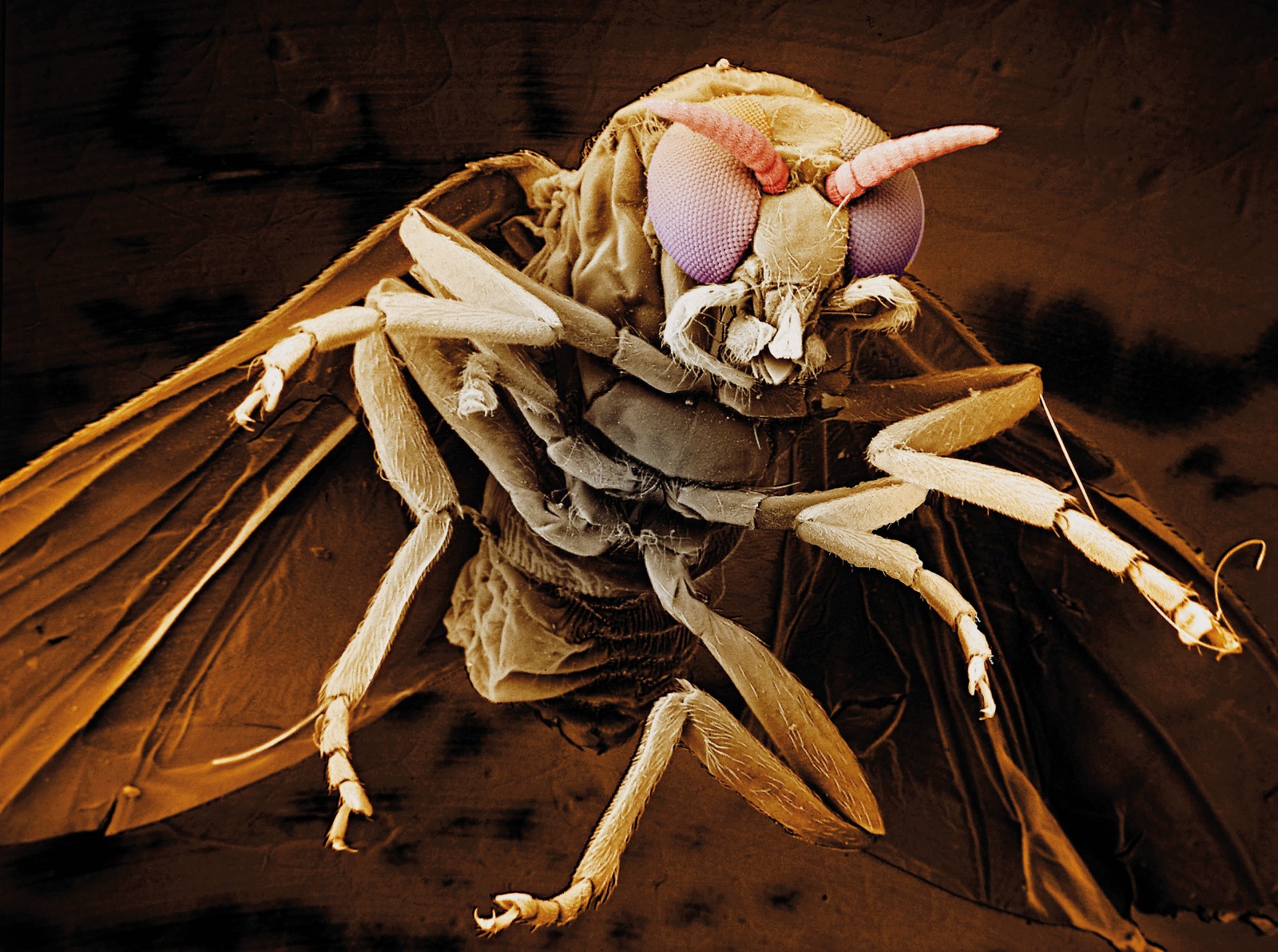 ذبابة الرمل السوداء: الحشرة القاتلة التي تسببت في وفاة طفل أردني – تعرف على أعراضها وطرق الوقاية